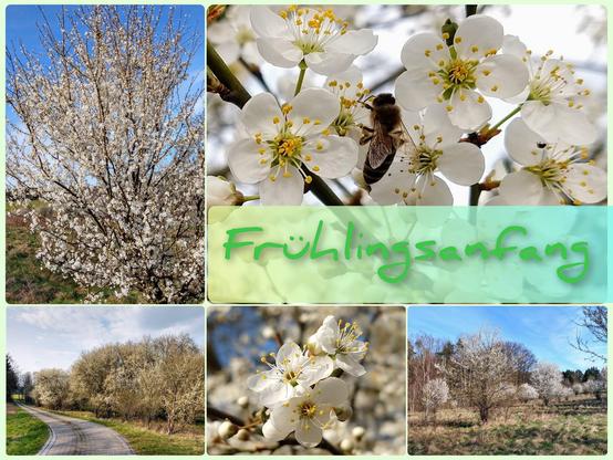 Frühlingsanfang 5 Bilder mit Baumblüten , das große Bild mit einer Biene an Baumblüten