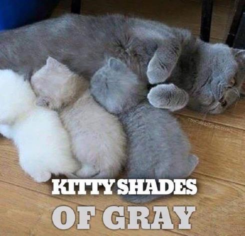 Image of a mother cat with gray-blue fur nursing her three kittens that are of different colors: white, light gray and gray. With the text "Kitty shades of gray".