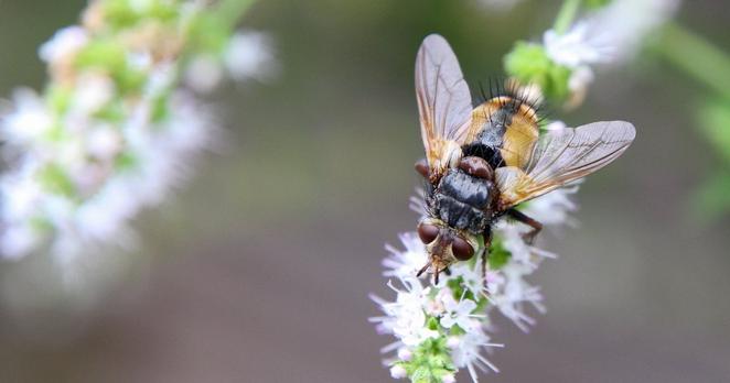 Eine gelb-schwarze Fliege sitzt auf weißen Minzblüten. Das Insekt ist von oben aufgenommen.