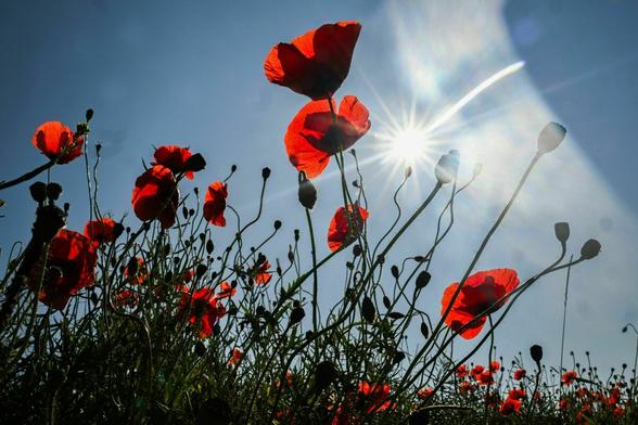 Klatschmohn blüht an einem Feld