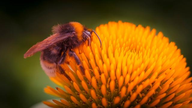Eine Hummel auf einer Pflanze beim Sammeln von Blütenstaub und Nektar Eine Hummel auf einer Pflanze beim Sammeln von Blütenstaub und Nektar