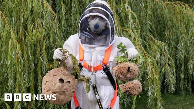 A woman in a white bee-suit looks at the camera. Her protective hood is up and she is wearing a bright orange harness. She is holding two brown Asian Hornet nests. In her right hand is a large secondary nest in her left hand is a primary nest which has two smaller spheres attached to each other.