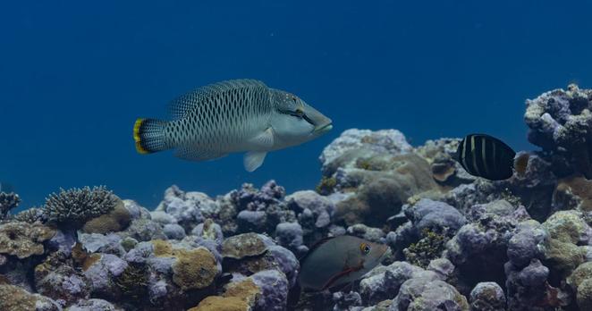 Seltener Anblick: Ein Lippfisch vor der Küste Tuvalus.