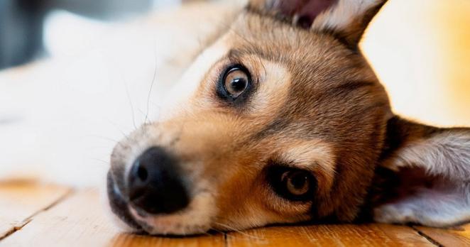 Hund liegt auf Holzboden und blickt aufmerksam in die Kamera