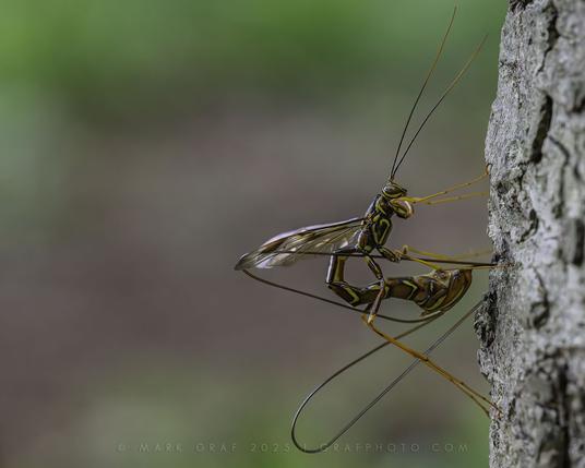 Long-tailed Giant Ichneumonid parasitic Wasp