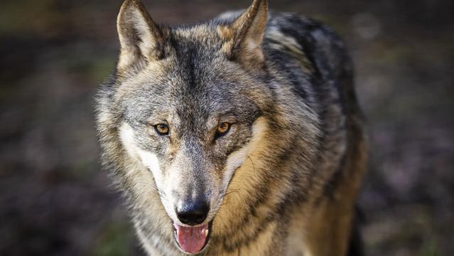 Vaud: Manifestations pacifiques pour alerter contre le loup