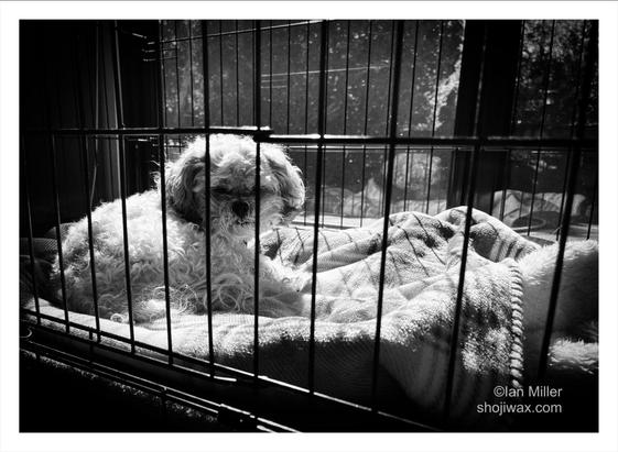 High contrast black and white photo of a small white dog laying on a blanket inside a cage.