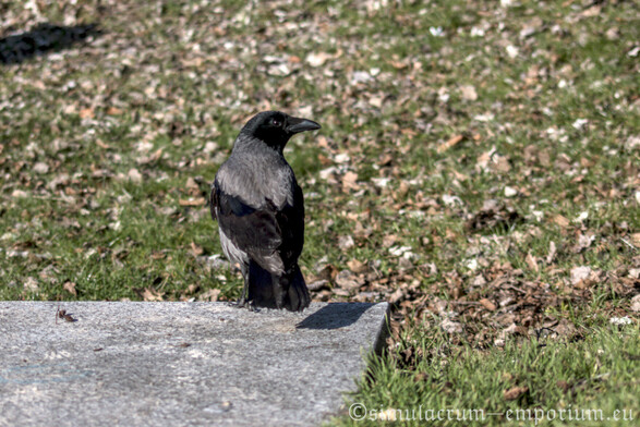 A hooded crow from the back looking to the side. It's sitting on what appears to be a slab of grey granite placed on green grass which is still covered with a lot of dead leaves from last autumn.