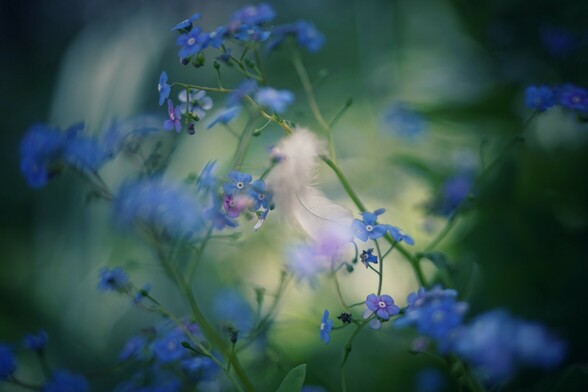 Viele kleine blaue Vergissmeinnichtblüten vor hellgrünem Hintergrund, in der Mitte hängt eine kleine weiße Feder
