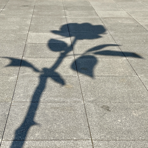 Schatten von der Rose der Künstlerin Isa Genzken