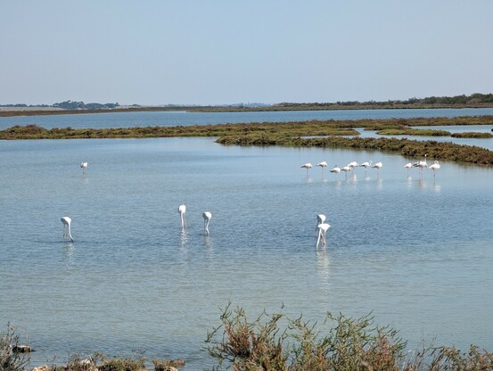 ein Gruppe von Flamingos steht in flachen Wasser