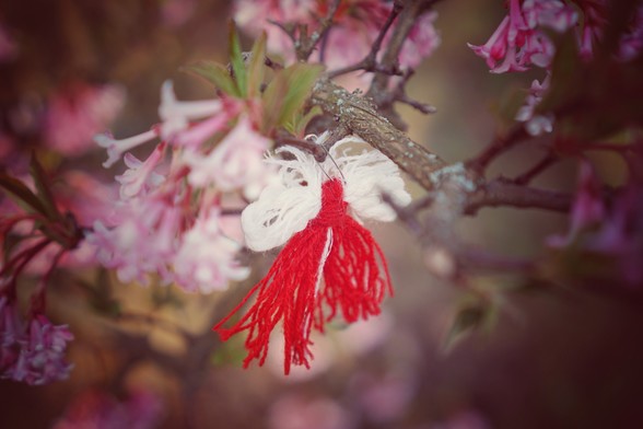 Rot-weißes Püppchen (Marteniza) aus Garn hängt an einem rosa blühenden Baum (Schneeheide). 