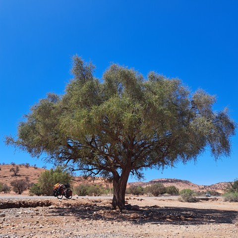 Arganbaum 