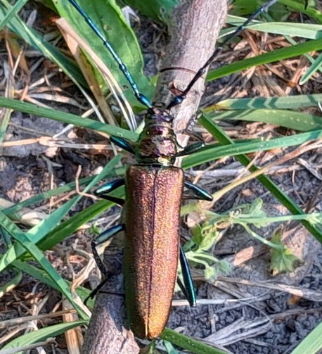 Foto:

goldglänzender/ glitzernder länglicher Käfer