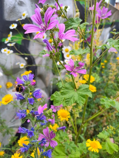 Beautiful pink and yellow and purple meadow flowers. Stones in the background and a bumblebee on the left, enjoying the nectar.