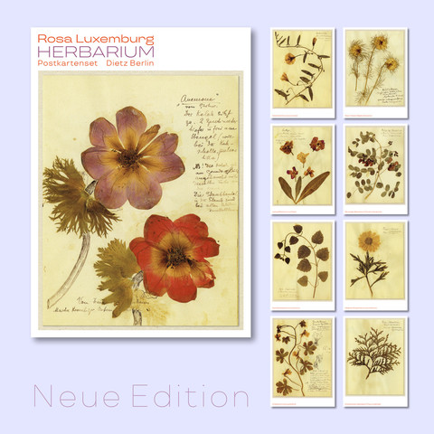 Nice für Botaniker:innen wie Luxemburg-Begeisterte: unser Postkartenset zu Rosa Luxemburgs Herbarium. Abgebildet sind hier im Uhrzeigersinn: Anemone / Ackerwinde / Braut in Haaren / Baumartiger Blasenstrauch / Margerite / Amerikanischer Lebensbaum / Zimbelkraut / Rote Taubnessel / Levkoje