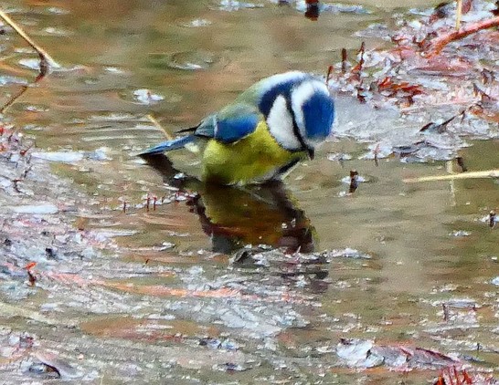 Blaumeise beim Baden