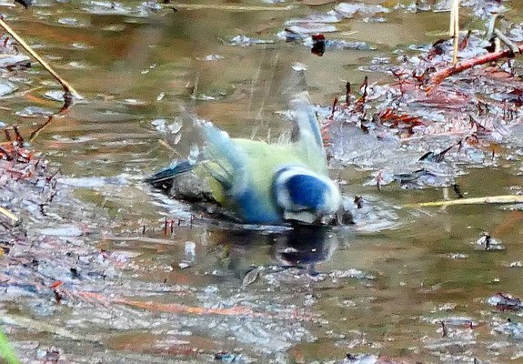 Blaumeise beim Baden