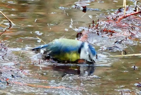 Blaumeise beim Baden