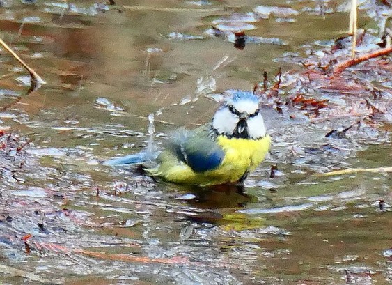Blaumeise beim Baden