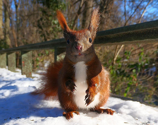 Eichhörnchen sitzt im Schnee und spreizt die Ohren