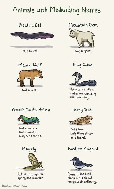 A cartoon about animals whose names do not accurately reflect their nature.