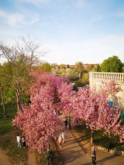 Beginn des Kirschblütenpfades am S-Bahnhof Bornholmer Straße, von der Brücke aus fotografiert. Rosa Kirschblüten unter halbsonnigem Himmel 