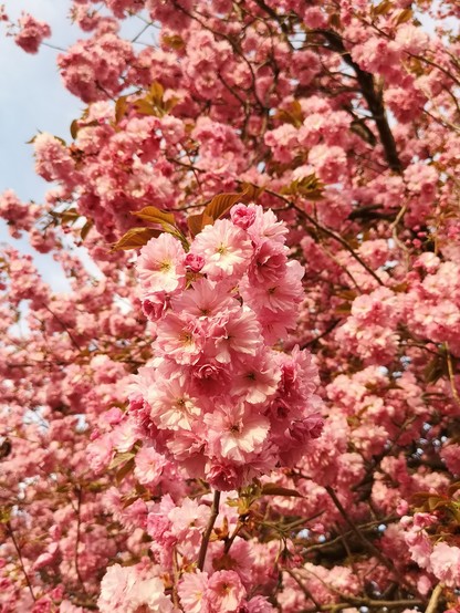 In einen rosablütigen Kirschbaum hineinfotografiert, viele Blüten von nahem