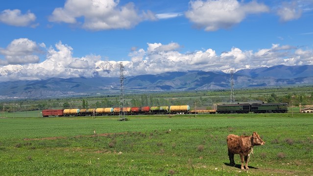 Wiese, Kuh, Zug - Kaukasus im Hintergrund.