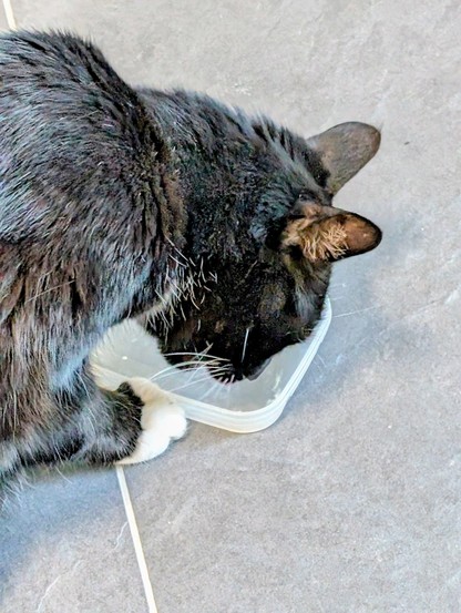 Ein schwarzer Kater mit weißen Füßen leckt den Boden einer Butterdose ab