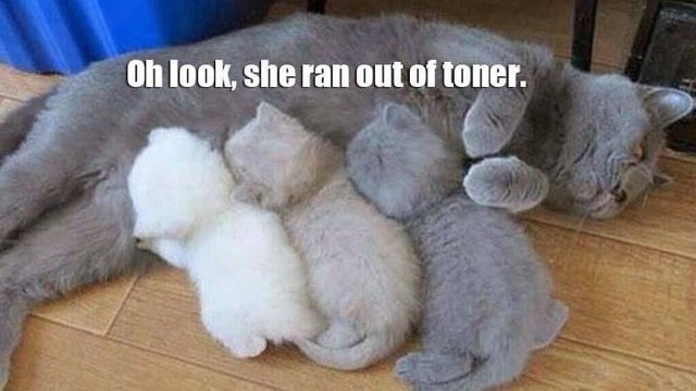 A grey cat with three kittens suckling at her teets.

One is white, one light grey, one dark grey.

Caption: Oh look, she ran out of toner