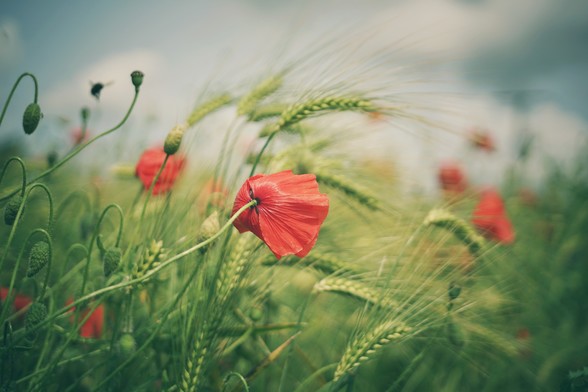 Blick in ein Feld. Im Wind wehen Mohnblüten und Getreidehalme.