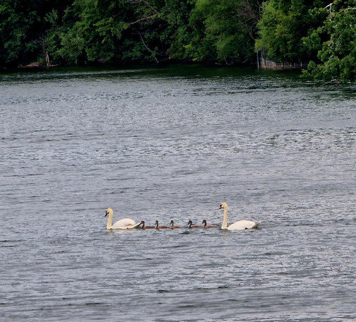 Zwei erwachsene Schwäne schwimmen mit sechs Jungtieren in einer Reihe über einen ruhigen Fluss, im Hintergrund dichter grüner Baumbewuchs.

