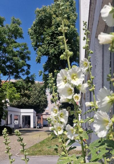Weiße Stockrosen blühen vor einem Wohnhaus in Berlin-Wedding, im Hintergrund ein Innenhof mit Bäumen, Fahrrädern und geparktem Auto.

