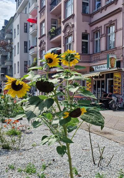 Sonnenblumen in einem kleinen Schotterbeet vor einem rosa Altbau in Berlin-Wedding; im Hintergrund das Restaurant „Phönicia“ mit Außensitzplätzen.


