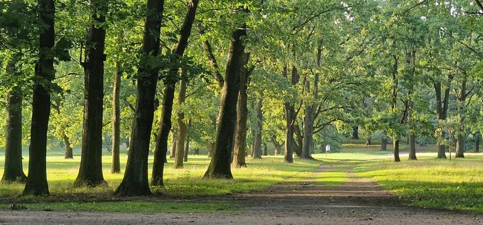 Baumallee im Volkspark Rehberge mit unbefestigtem Weg, durchzogen von Sonnenlicht am frühen Abend.

