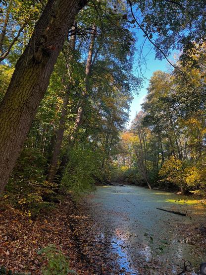 Waldszene mit einem schmalen, von Algen bedeckten Wasserlauf, umgeben von hohen Bäumen mit herbstlich gefärbtem Laub.

