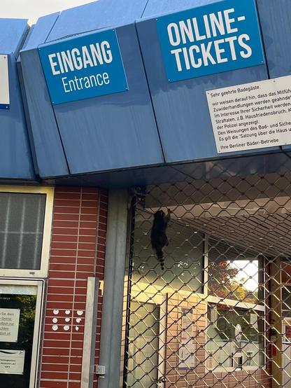 Ein Waschbär klettert an einem geschlossenen Gittertor am Eingang eines Gebäudes mit den Schildern „Eingang“ und „Online-Tickets“.

