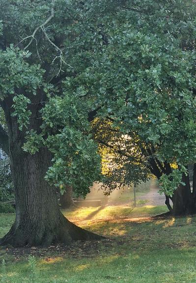 Großer Baum mit dichtem Laub, durch dessen Äste Sonnenstrahlen auf eine Wiese und einen Weg im Hintergrund fallen.

