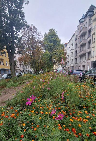 Blumenbeet mit orangefarbenen und violetten Blüten in einer begrünten Mittelinsel einer Straße im Berliner Stadtteil Wedding, umgeben von Wohnhäusern und geparkten Autos.


