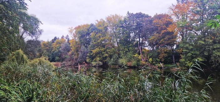Blick auf einen kleinen Fluss oder Teich im Volkspark Rehberge in Berlin-Wedding, umgeben von dichtem Uferbewuchs und herbstlich gefärbten Bäumen unter einem bewölkten Himmel.

