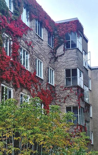 Mehrstöckiges Wohnhaus mit grauer Fassade, an der rote und grüne Kletterpflanzen emporranken. Einige Fenster sind geöffnet, im Vordergrund stehen Sträucher mit teils gelblich verfärbten Blättern.

