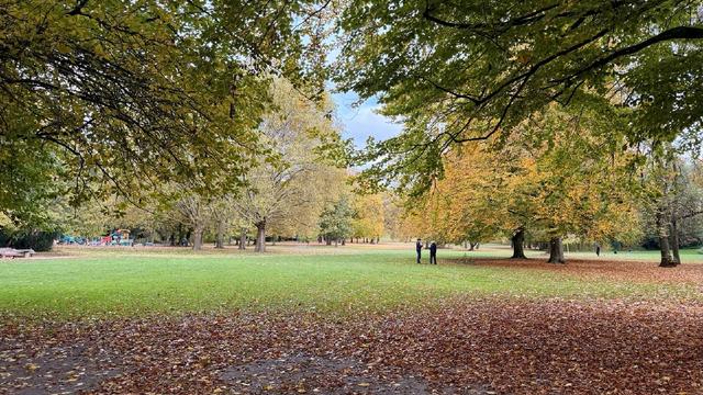 Herbstliches Laub in einem Park 