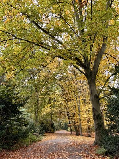 Herbstliches Laub in einem Park 