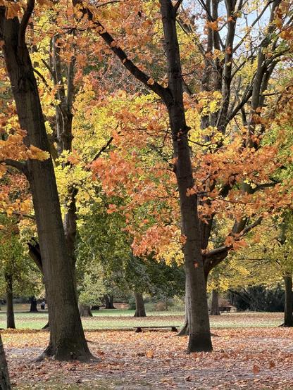 Herbstliches Laub in einem Park 