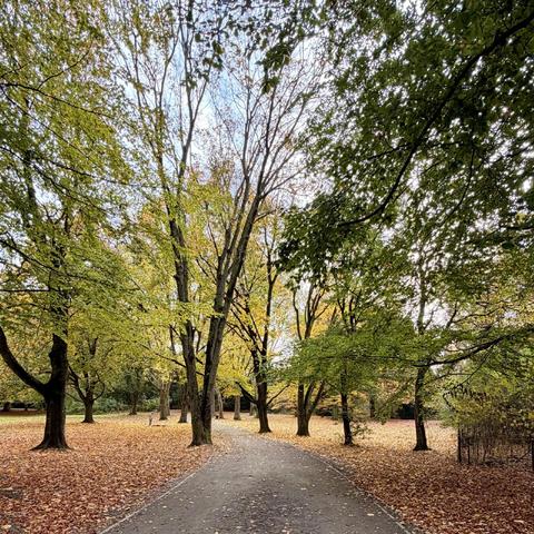 Herbstliches Laub in einem Park 