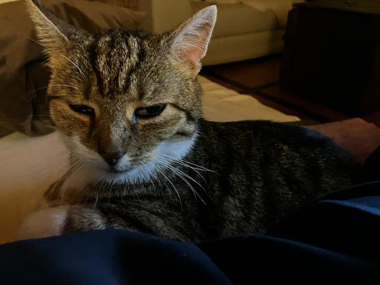 Bild einer gewöhnlichen Hauskatze