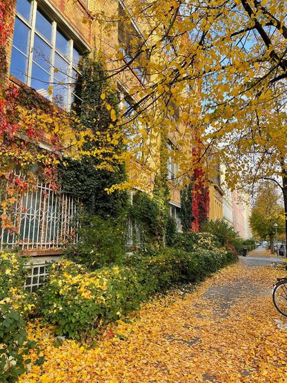  Straßenszene im Berliner Stadtteil Wedding im Herbst, mit gelben und roten Blättern an den Bäumen und auf dem Gehweg. Eine gelblich-braune Backsteinfassade ist von Efeu und buntem Laub bewachsen, rechts steht ein Fahrrad am Straßenrand.
