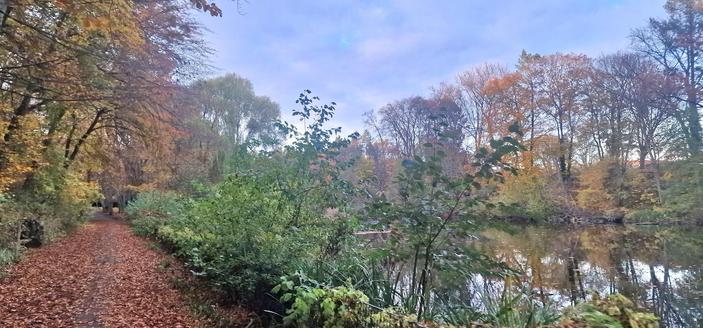 Herbstliche Parklandschaft mit einem von Laub bedeckten Weg links und einem ruhigen Teich rechts, umgeben von bunten Bäumen mit gelb-orangefarbenem Laub.