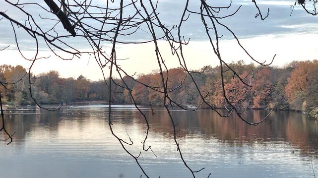 Blick über den Plötzensee im Herbst, mit kahlen Ästen im Vordergrund und bunt gefärbtem Laub entlang des Ufers im Hintergrund.